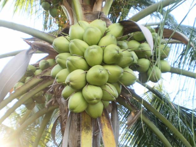 Coco verde sur arbre
